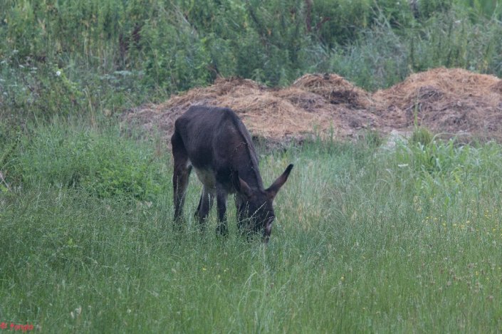 IMG_2593canc_1024x682