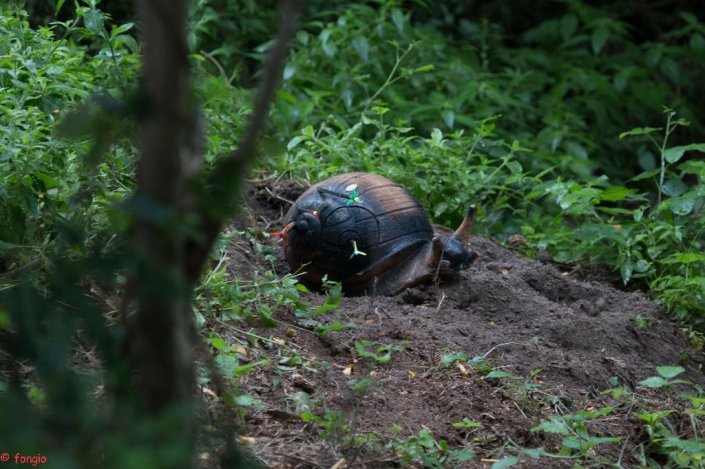 IMG_2604canc_1024x682