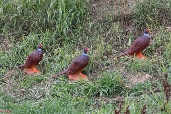 IMG_2645canc_1024x682