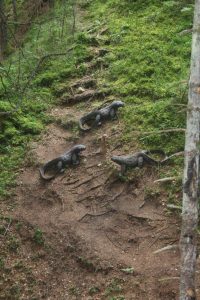 3 varani con suricate