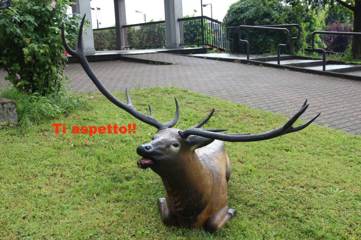 cervo.jpg