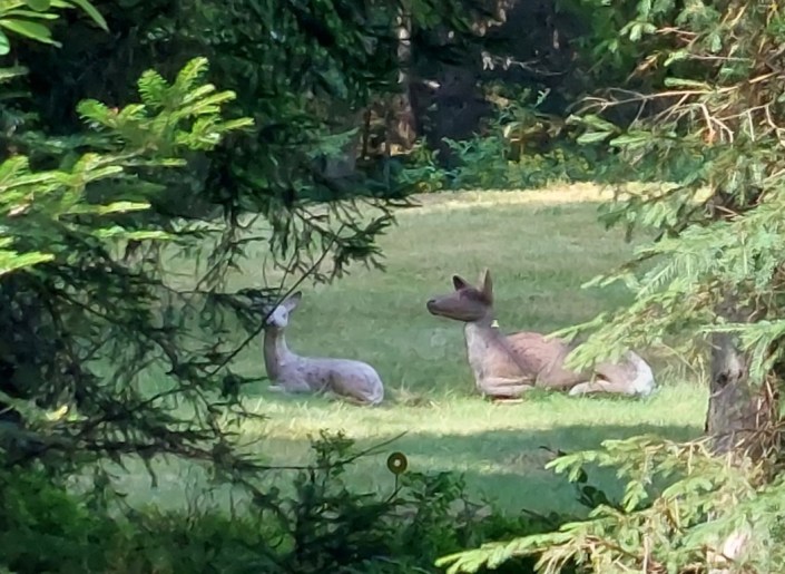 20220724_094336 (Medium)